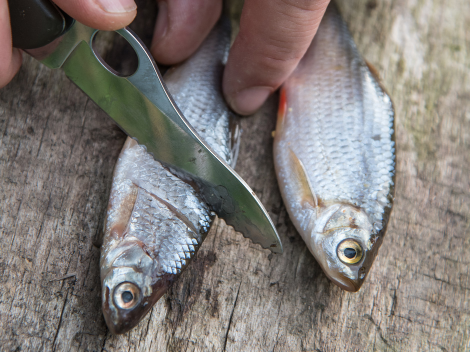 Angeln-mit-Koederfisch
