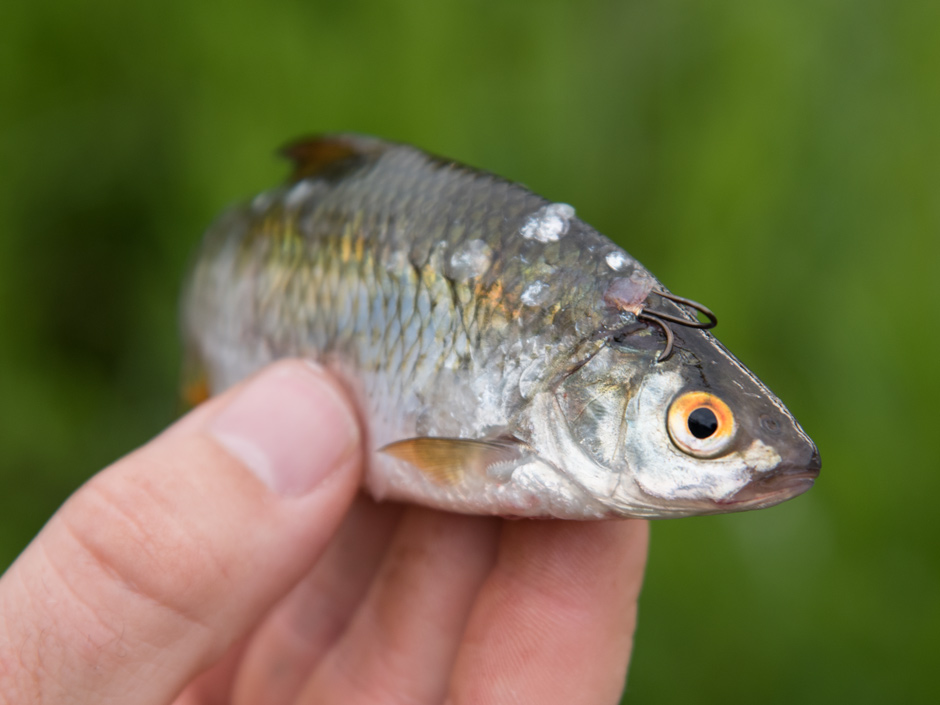 Angeln-mit-Koederfischen