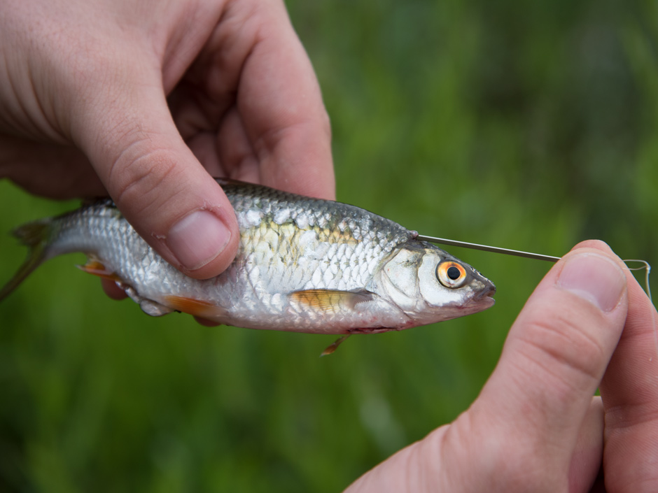 Koederfisch-richtig-aufziehen