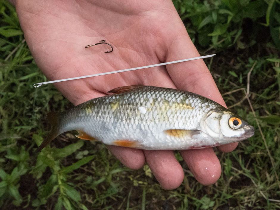 Koederfischnadel mit Koederfisch
