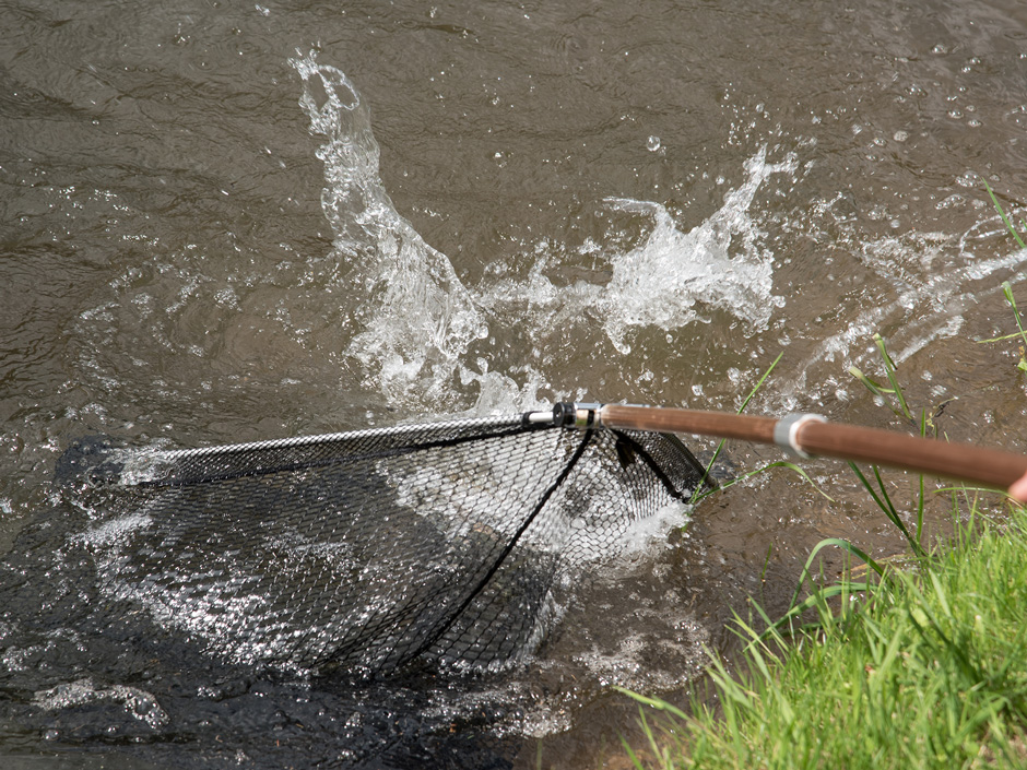 Fisch-vor-dem-Keschern