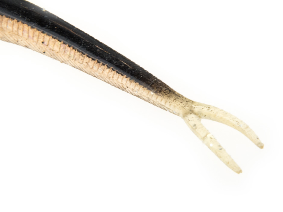 Gummifisch-mit-V-Schwanz