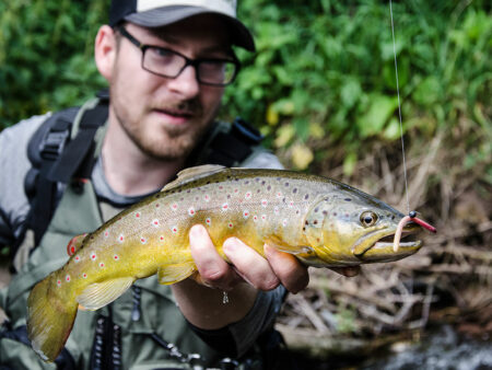 Forellenangeln: DIESE Tipps bringen Fisch! Angeln-auf-Forelle