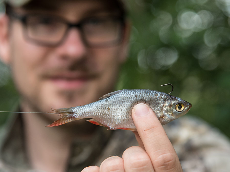 Angeln-mit-Köderfisch