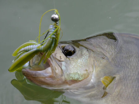 Finesse Angeln: Tackle und Techniken Cheburashka-Rig