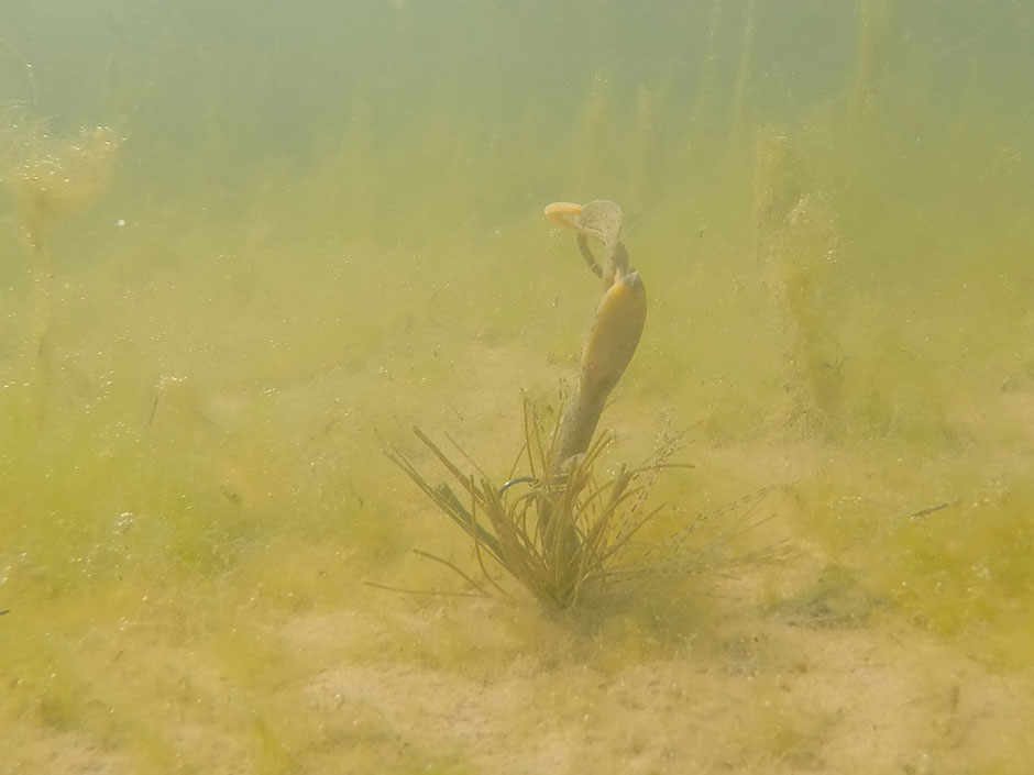 Creature-Bait Führung