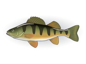 Der Flussbarsch: Fischfakten & Infos Der-Flussbarsch