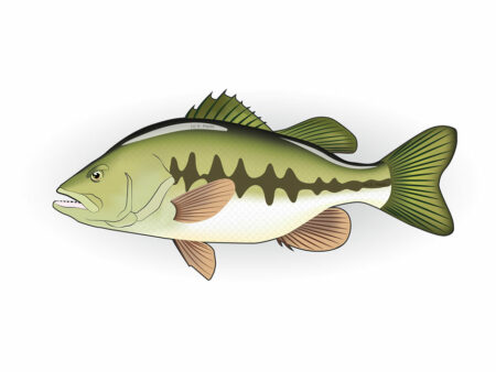 Der Schwarzbarsch: Fischinfos & Fakten Der-Schwarzbarsch