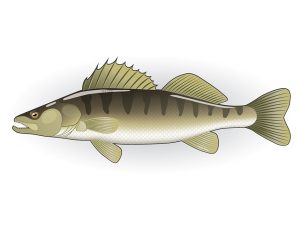 Der-Zander