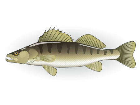 Der Zander: Fischfakten & Infos Der-Zander