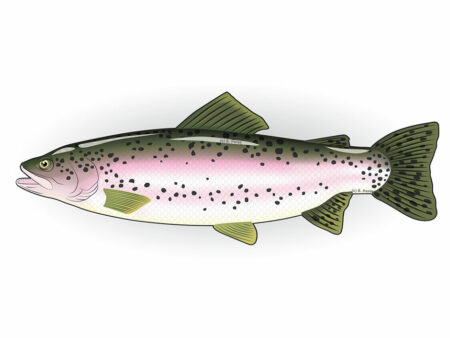 Die Regenbogenforelle: Fischinfos & Fakten Die-Regenbogenforelle