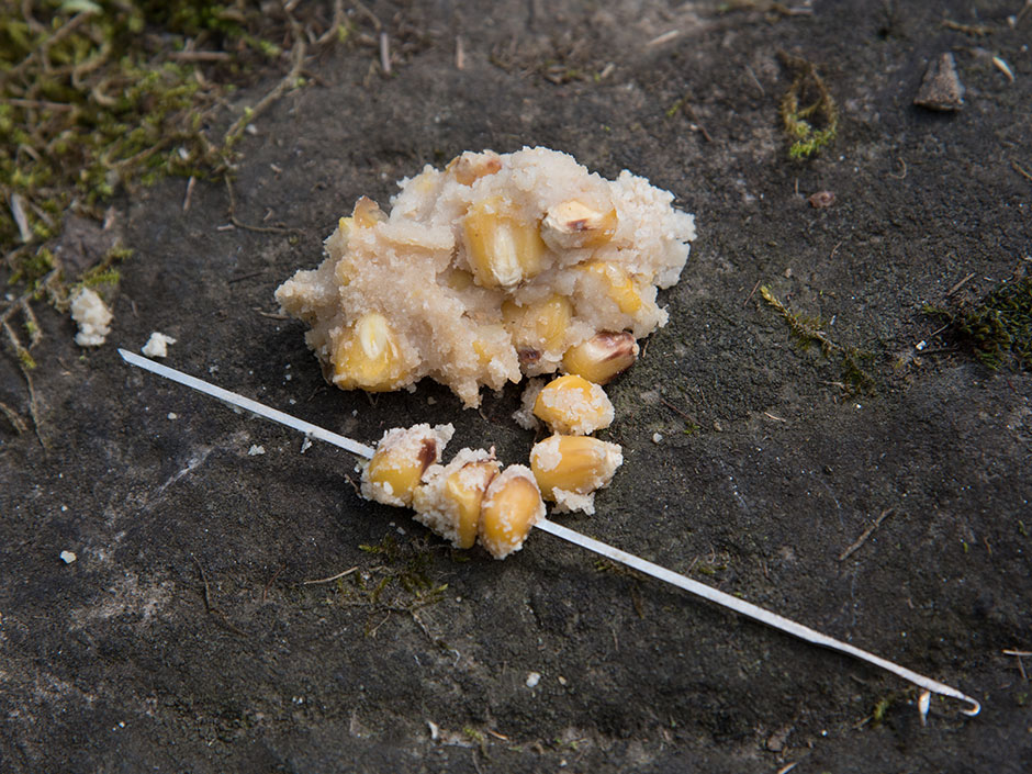 Hartmais-als-Karpfenköder