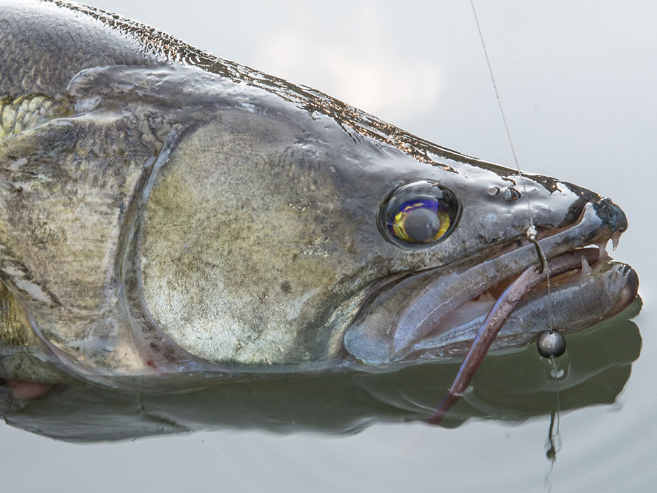 Hotshot-Rig-Fishing