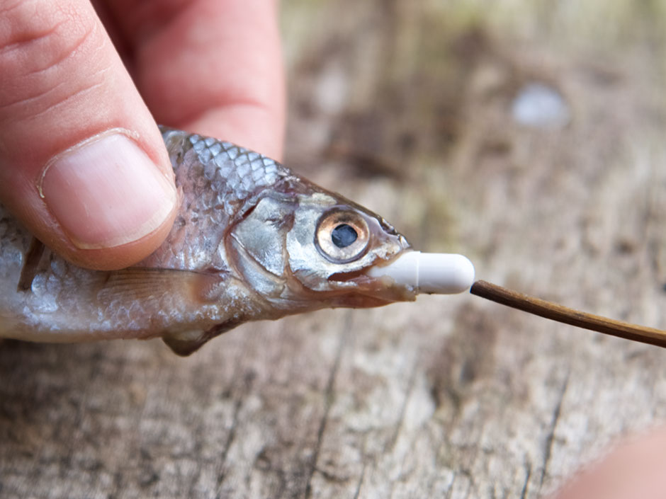 Köderfisch-Tuning