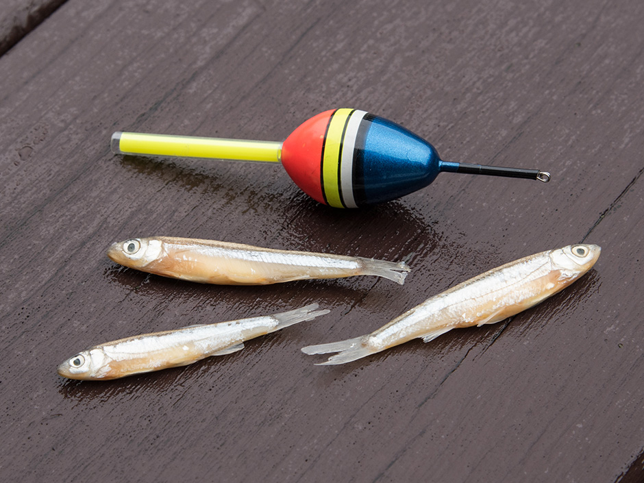 Köderfische
