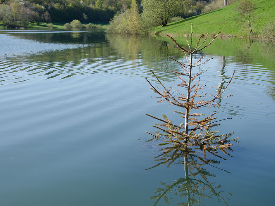 Natürliche-Laichhilfen-für-Zander