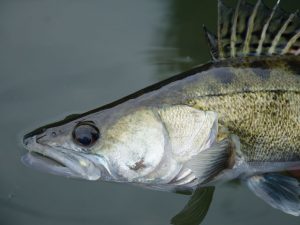Die Niddatalsperre: Zukunft für Zander Niddatalsperre-Zander