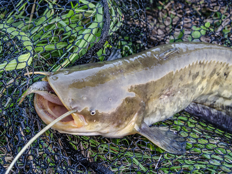 Wels-auf-Köderfisch