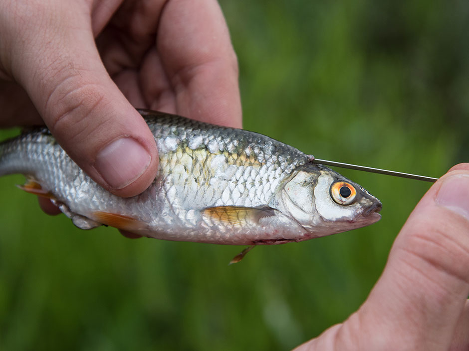 Wie-zieht-man-einen-Köderfisch-auf