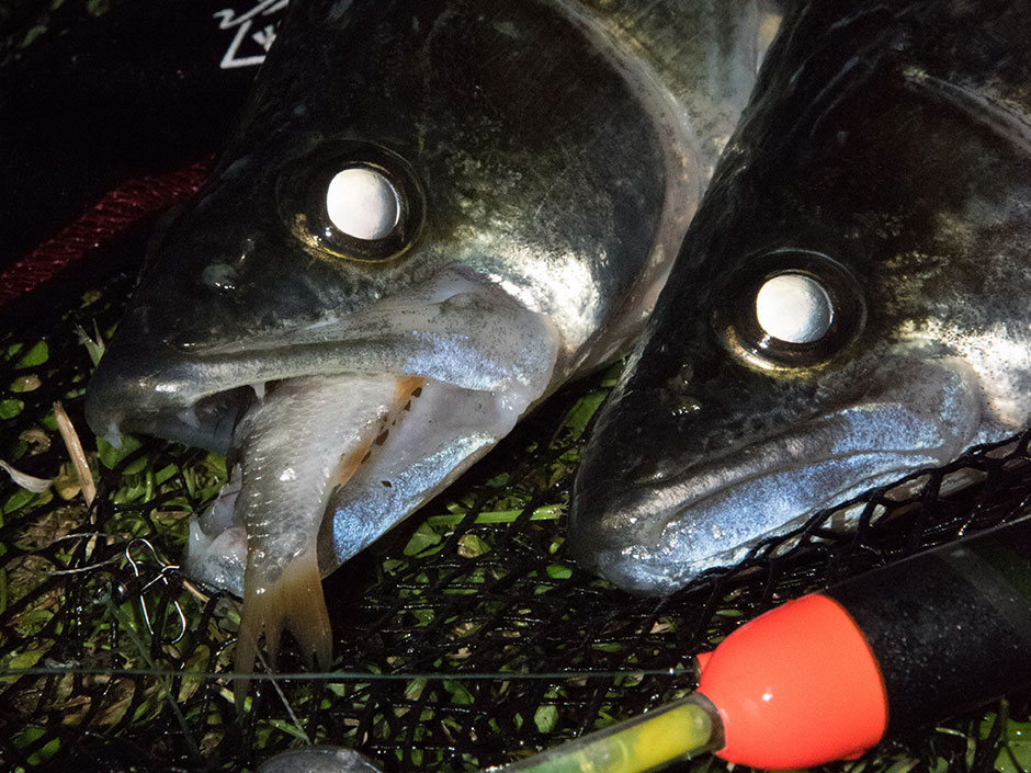 Zanderangeln-mit-Köderfisch
