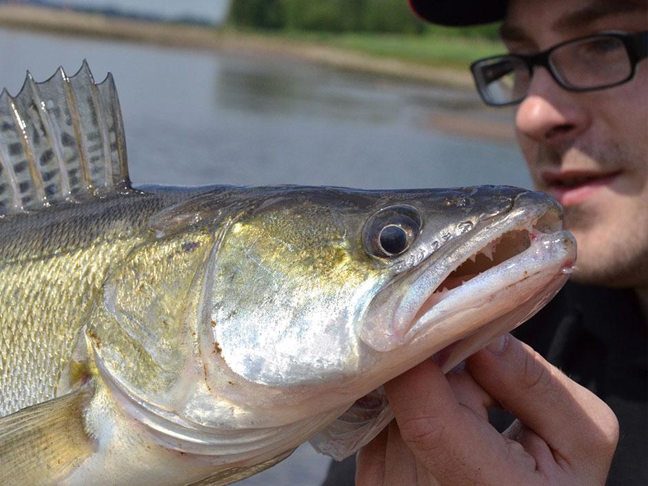 Zielfisch-Zander