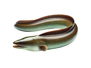Aal-Angeln-Zielfisch