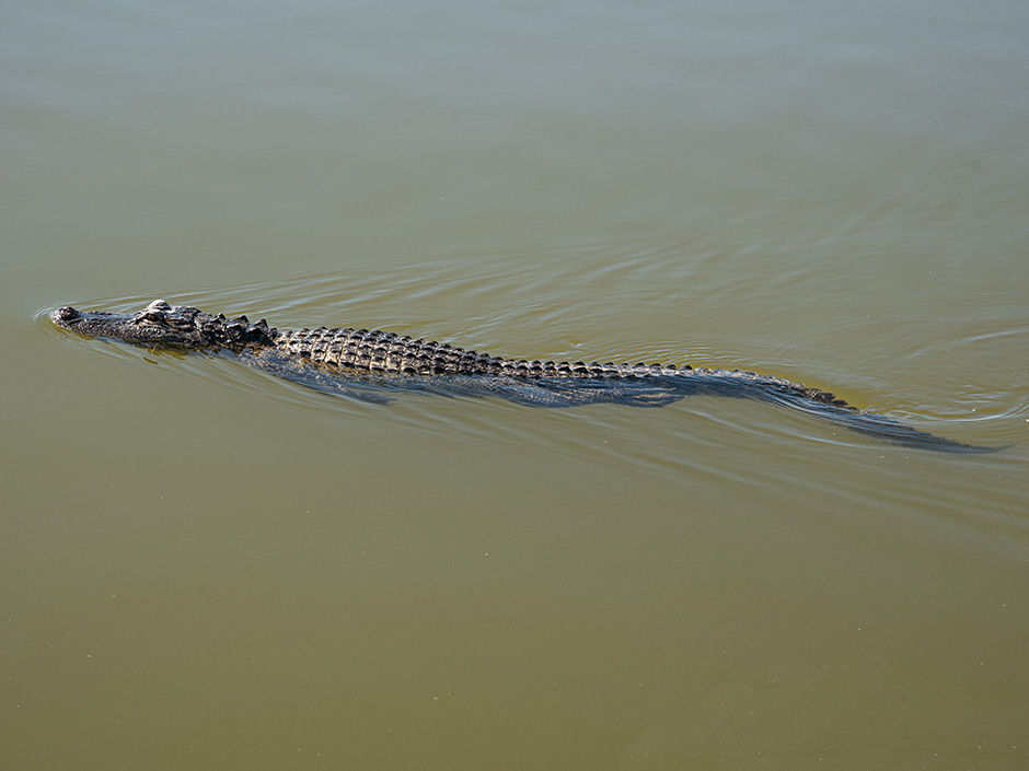 Alligator-Everglades-Florida