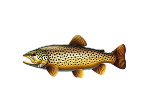 Zielfisch Bachforelle: Dein Leitfaden zum erfolgreichen Forellenangeln Bachforelle-Zielfisch-Angeln
