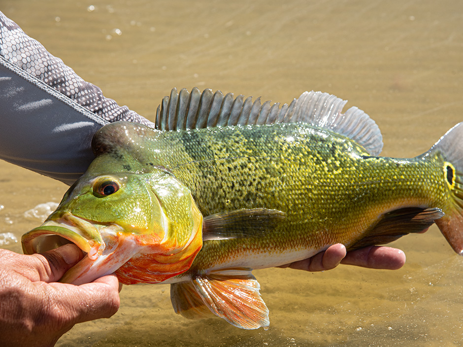 Peacock-Bass-Angeln-Florida
