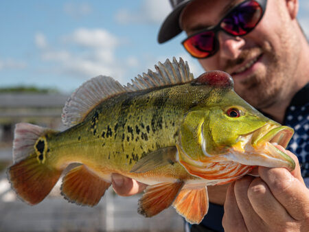 Angeln in Florida: Peacock Bass in den Everglades Peacock-Bass-Angeln-Florida