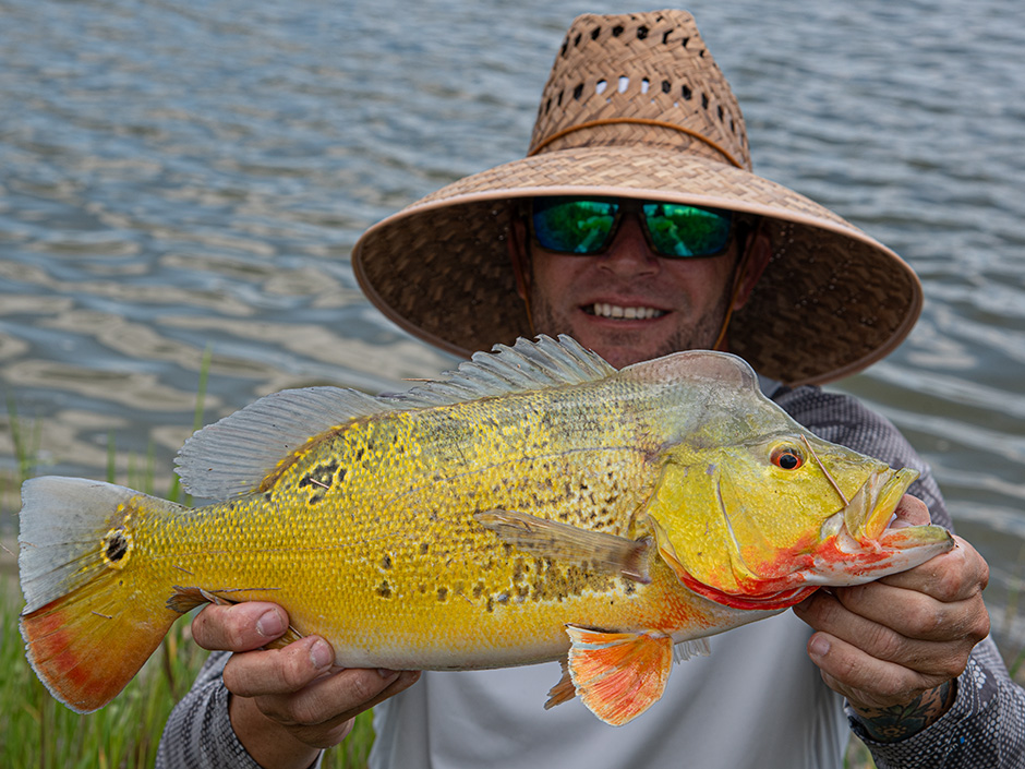 Starker-Peackock-Bass-Florida