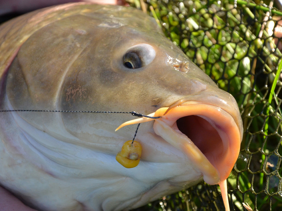 Karpfen-Angeln-Zielfisch