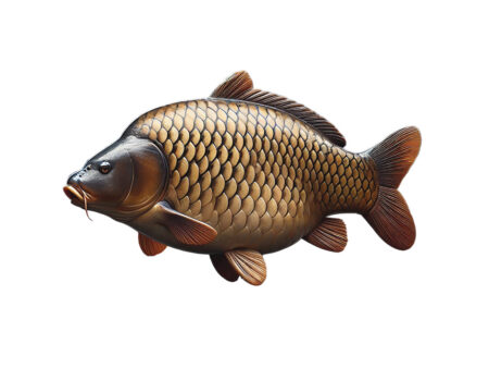 Zielfisch Karpfen: Dein Leitfaden zum erfolgreichen Karpfenangeln Karpfen-Angeln-Zielfisch