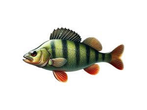 Zielfisch Barsch: Dein Leitfaden zum erfolgreichen Barschangeln Zielfisch-Barsch-Angeln