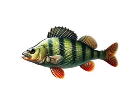 Zielfisch Barsch: Dein Leitfaden zum erfolgreichen Barschangeln Zielfisch-Barsch-Angeln