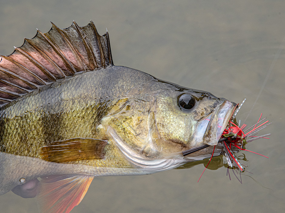 Zielfisch-Barsch-Angeln