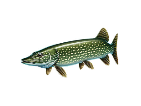 Zielfisch Hecht: Dein Leitfaden zum erfolgreichen Hechtangeln Zielfisch-Hecht-Angeln