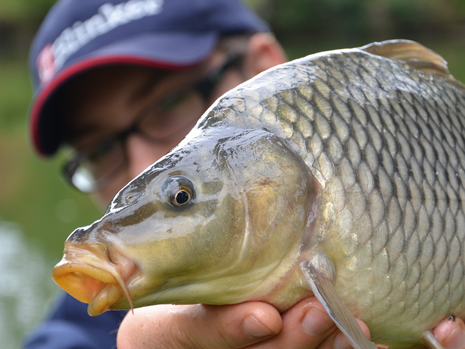 Zielfisch-Karpfen