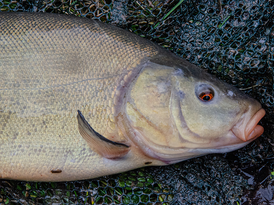 Schleie-Fisch-Steckbrief
