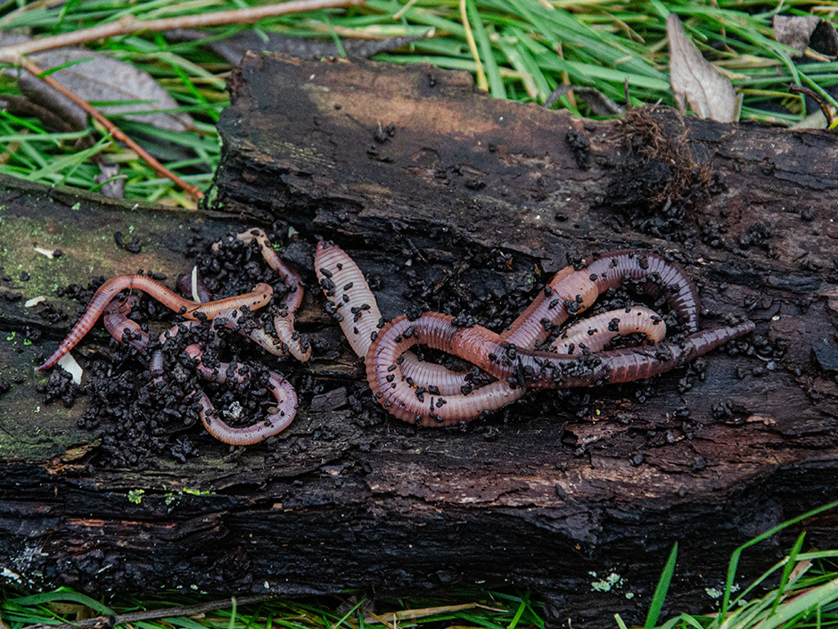 schleie-koeder-wurm